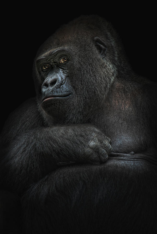 Shy Gorilla Girl Photograph by Joachim G Pinkawa
