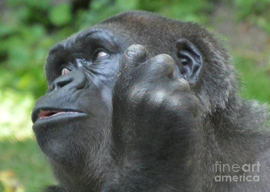 Shy Gorilla Photograph by Lynellen Nielsen