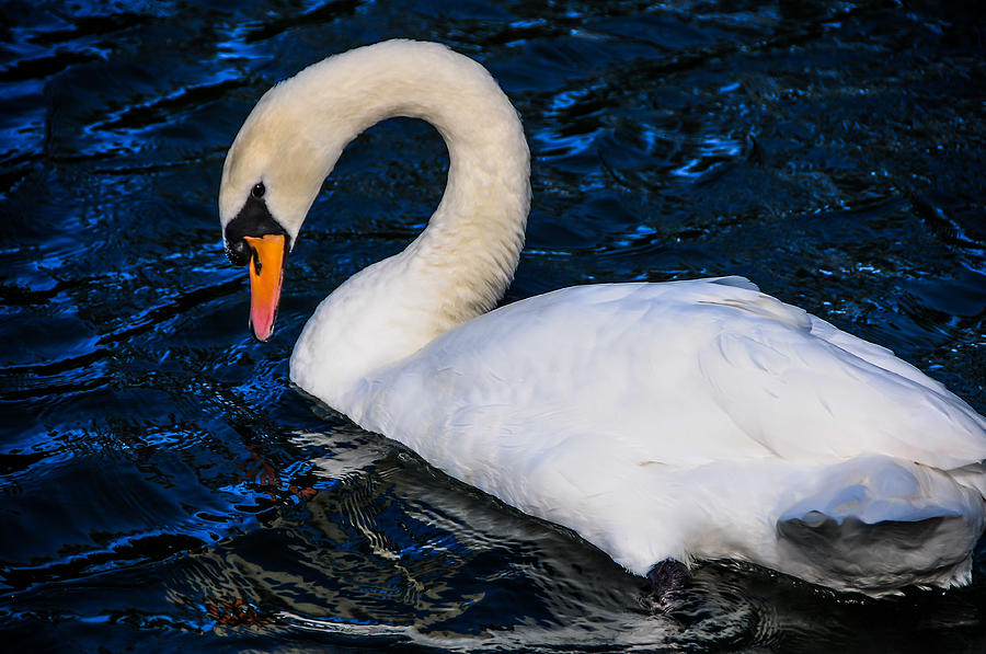 Shy Graceful Swan in the Blue Water  Photograph by Jenny Rainbow