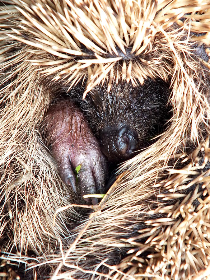 Shy hedgehog 2 Photograph by Guy Pettingell