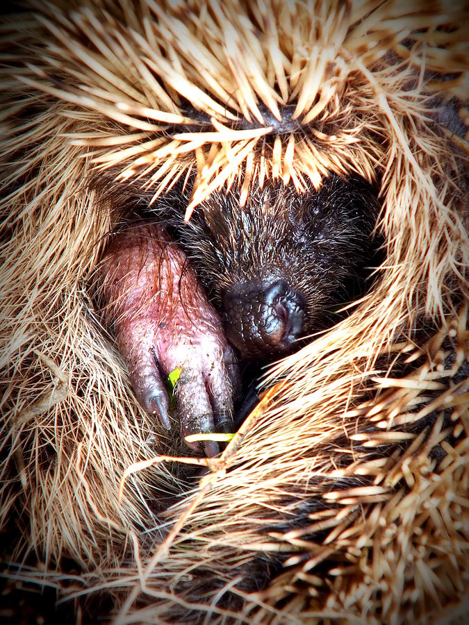 Shy hedgehog Photograph by Guy Pettingell
