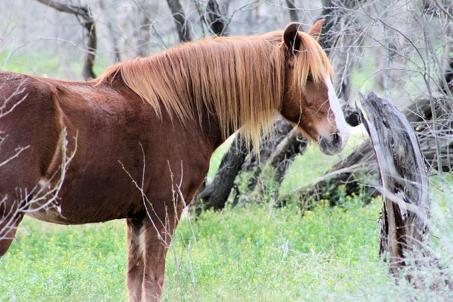 Horse Photograph - Shy Horse by Gayle Berry