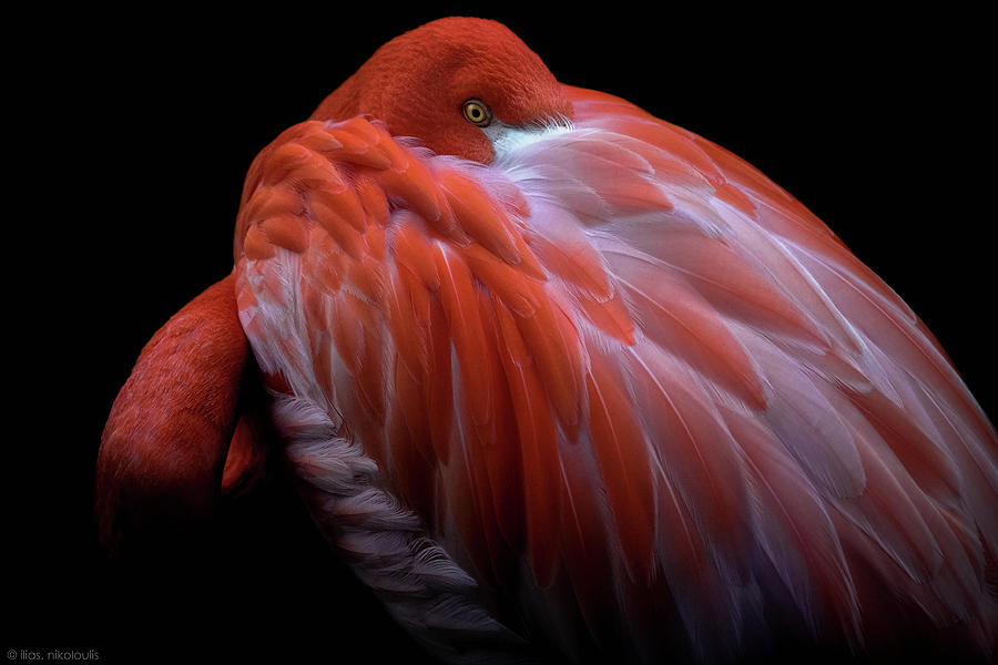 Flamingo Photograph - Shy by Ilias Nikoloulis