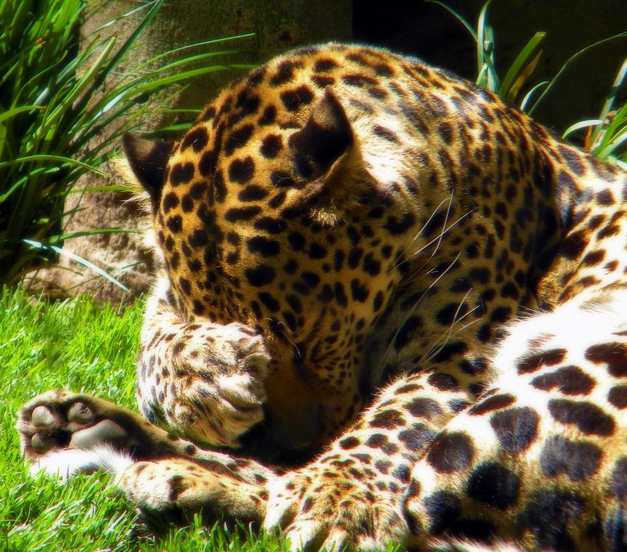 Shy Leopard Photograph by Amanda Eberly