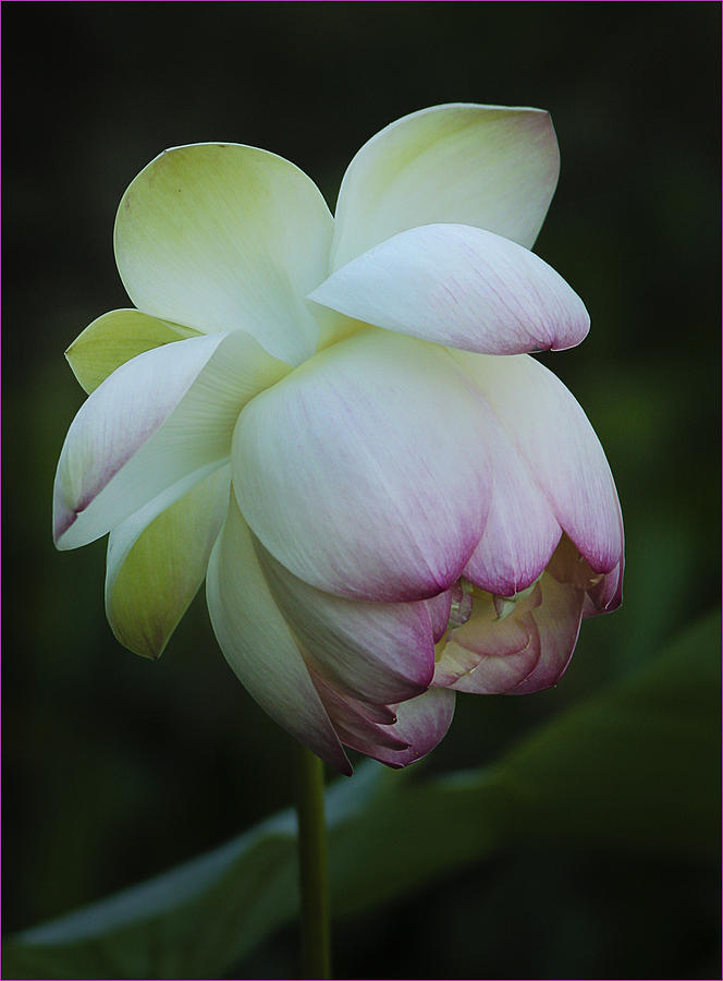 Flower Photograph - Shy Lotus by Jean Noren