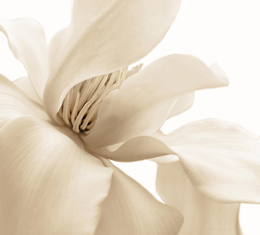 Shy Magnolia Blossom Soft Brown Photograph by Jennie Marie Schell