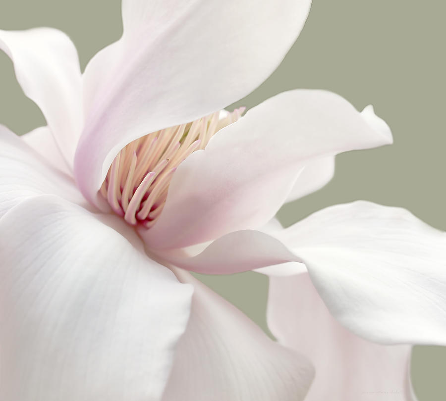 Shy Magnolia Flower Blossom Photograph by Jennie Marie Schell