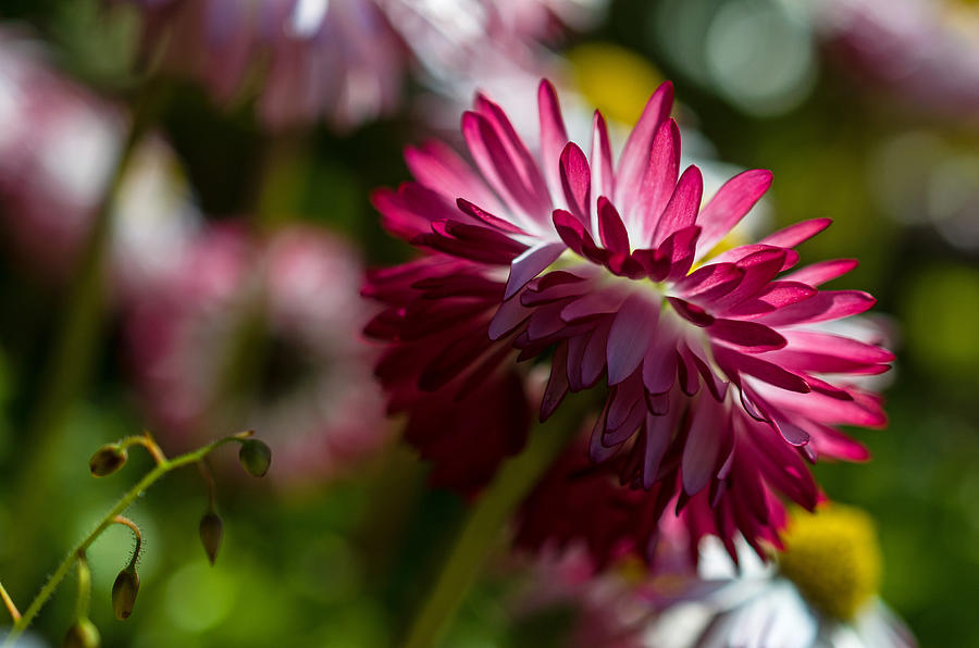 Shy Mum - Chrysanthemum Photograph by Jordan Blackstone