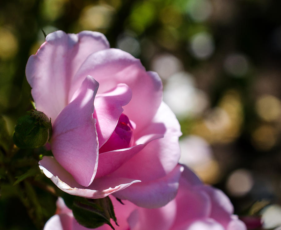Shy Pink Rose Bud Photograph by Jordan Blackstone
