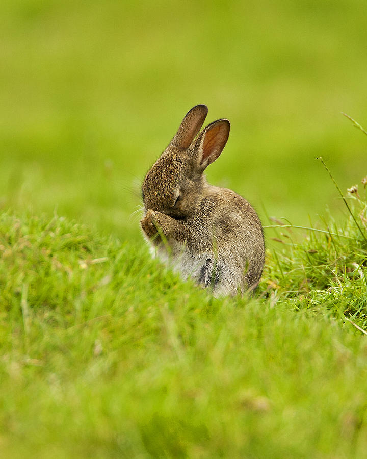 Shy Rabbit Photograph by Paul Scoullar