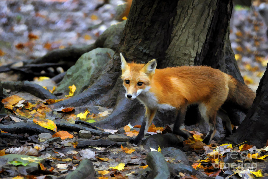 Shy red fox Photograph by Dan Friend