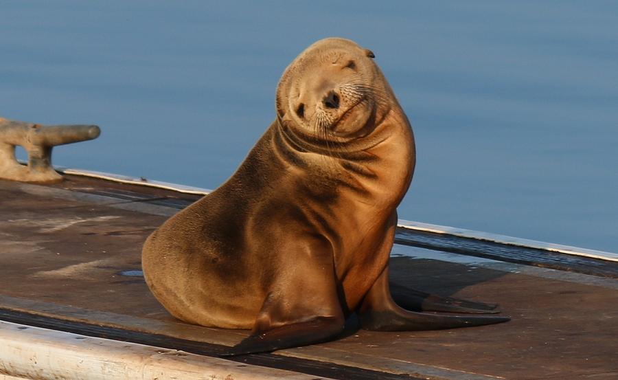 Shy Sea Lion Pup  Photograph by Christy Pooschke