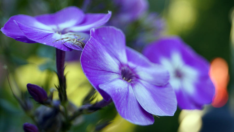 Shy spider Photograph by Douglas Hamilton - Fine Art America