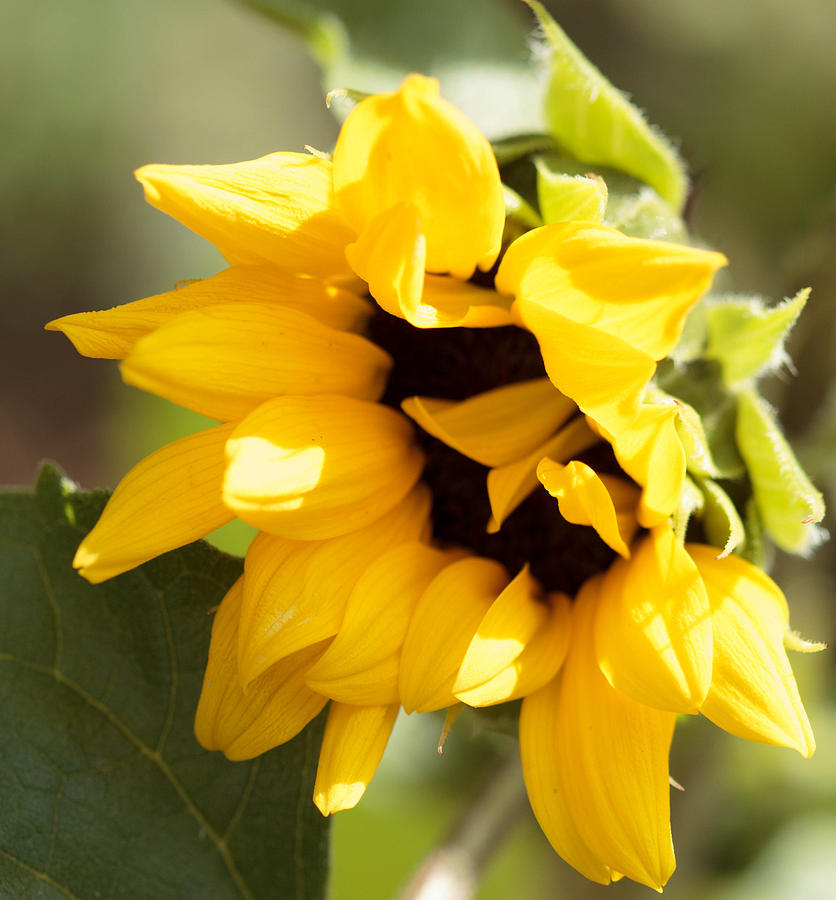 Shy Sunflower Photograph by Cathy Donohoue