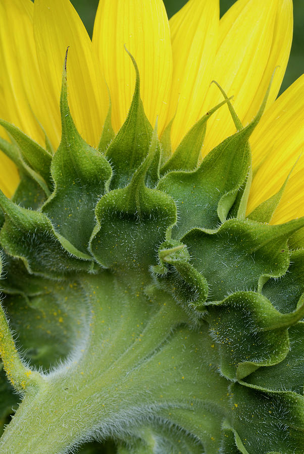Shy Sunflower Photograph by Nancy De Flon