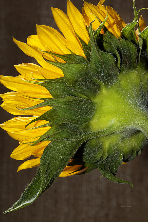 Shy Sunflower Photograph by Phyllis Denton