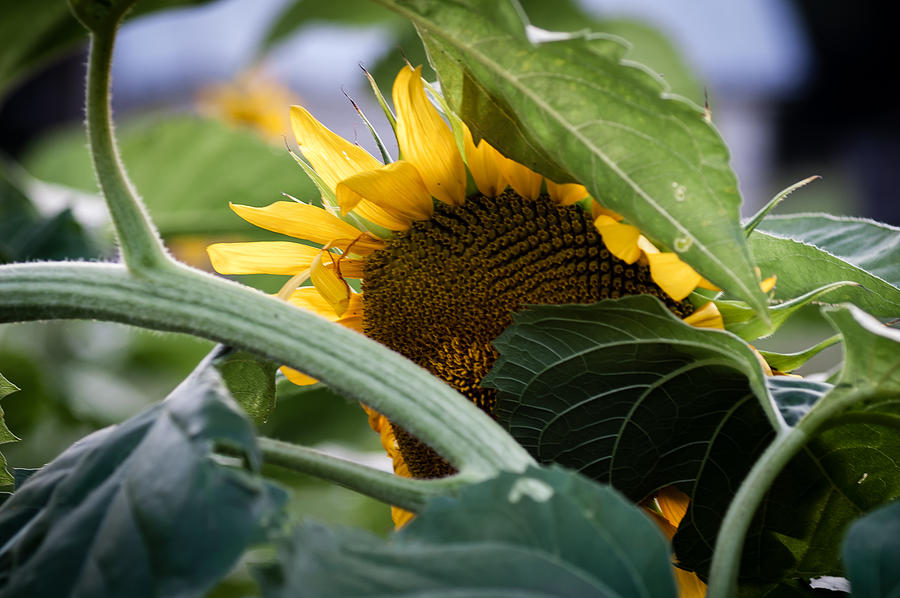 Shy Sunflower Photograph by Wayne Meyer