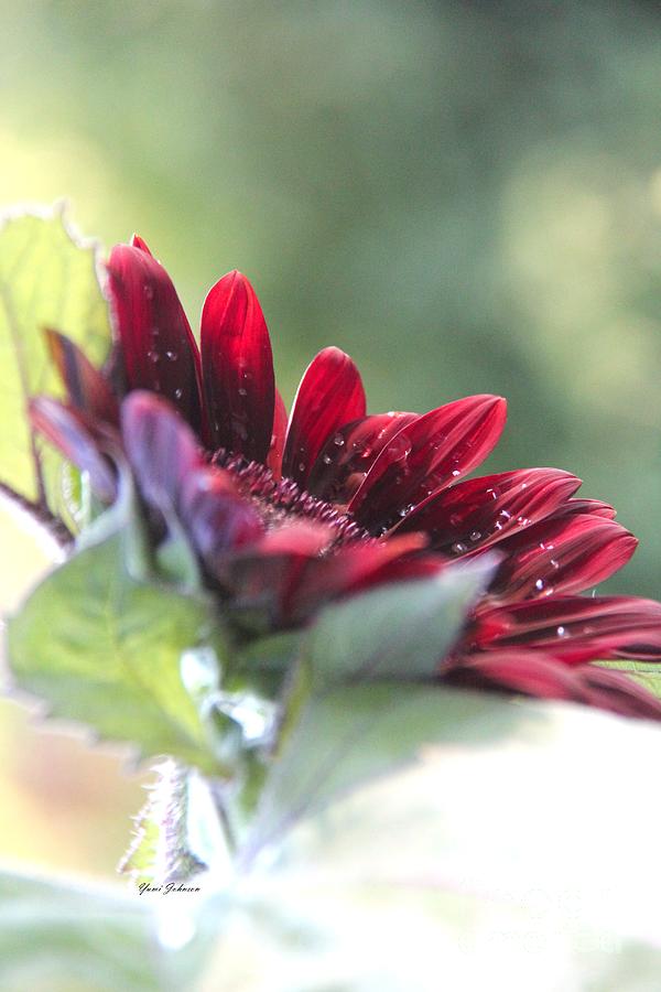 Shy sunflower Photograph by Yumi Johnson