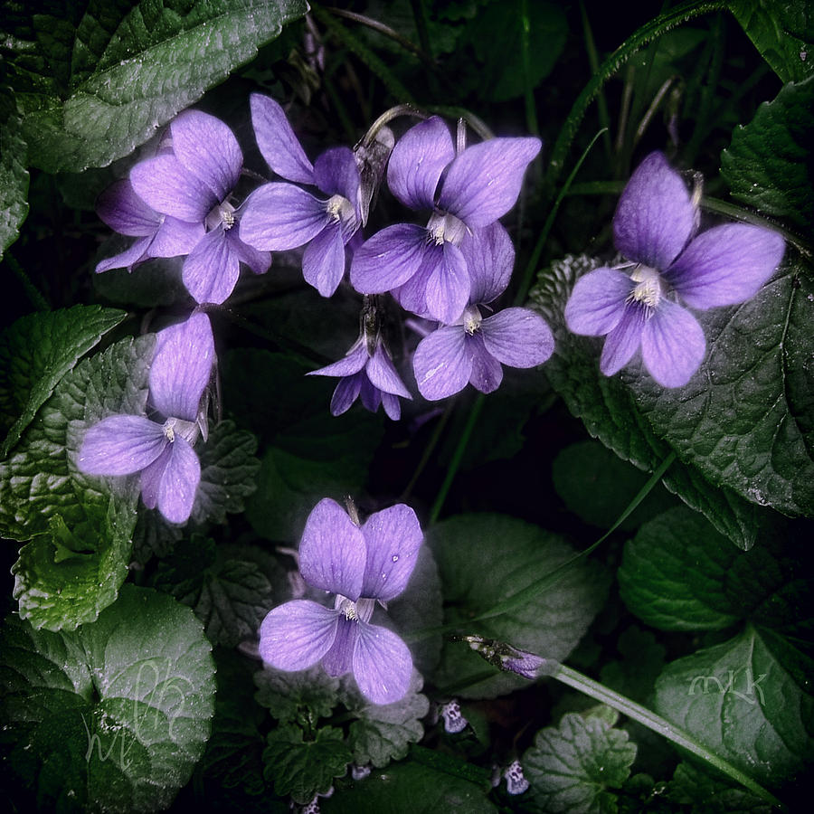Shy Violets Photograph by Louise Kumpf