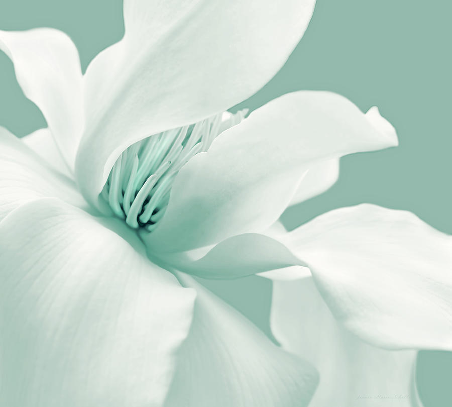 Shy White Magnolia Blossom Teal Photograph by Jennie Marie Schell