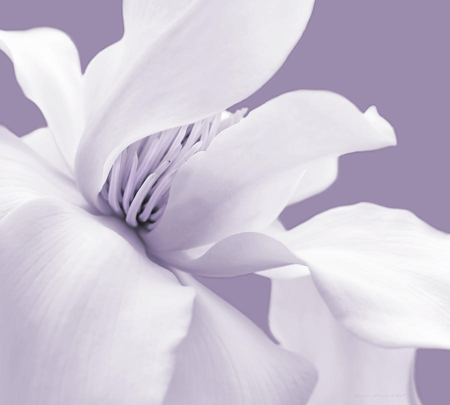 Shy White Magnolia Blossom Lavender Photograph by Jennie Marie Schell