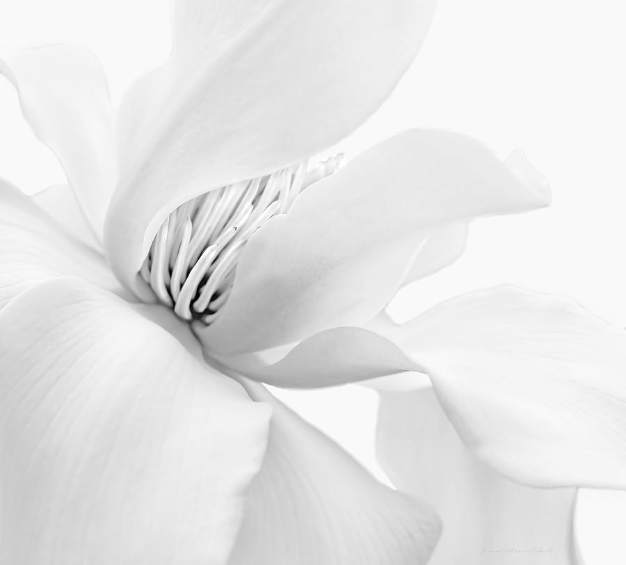 Shy White Magnolia Blossom Monochrome Photograph by Jennie Marie Schell