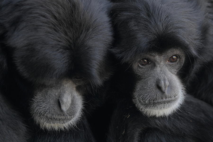 Siamang pair Photograph by Howard Ferrier