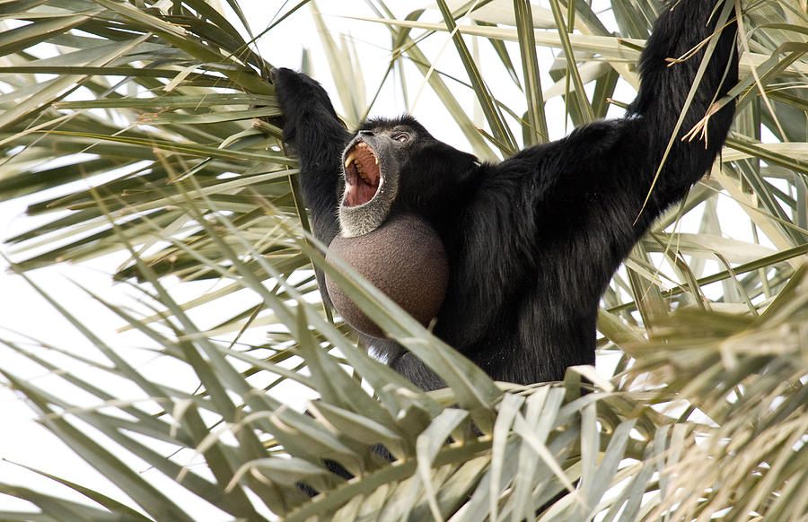 Siamang Scream Photograph by Sue Cullumber