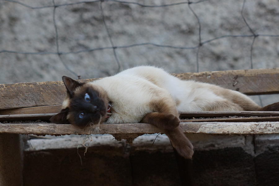 Siamese Cat Photograph by Andres Ruffo