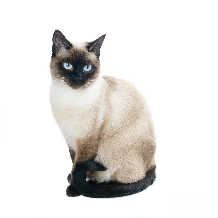 Cat Photograph - Siamese Cat by Axel Bueckert