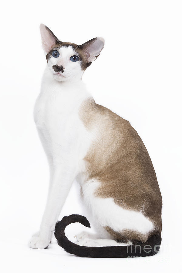 Cat Photograph - Siamese Cat by Jean-Michel Labat
