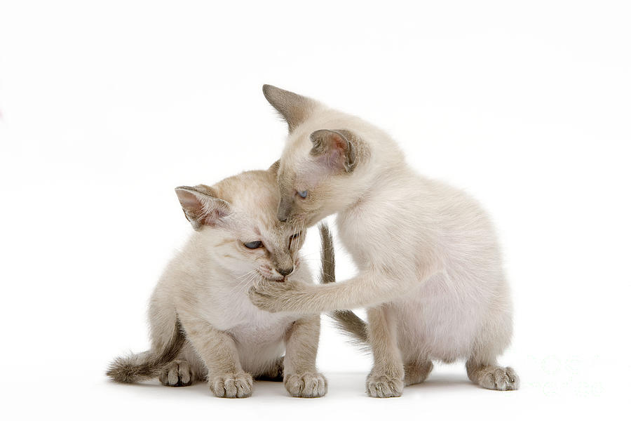 Siamese Cat Kittens Photograph by Jean-Michel Labat