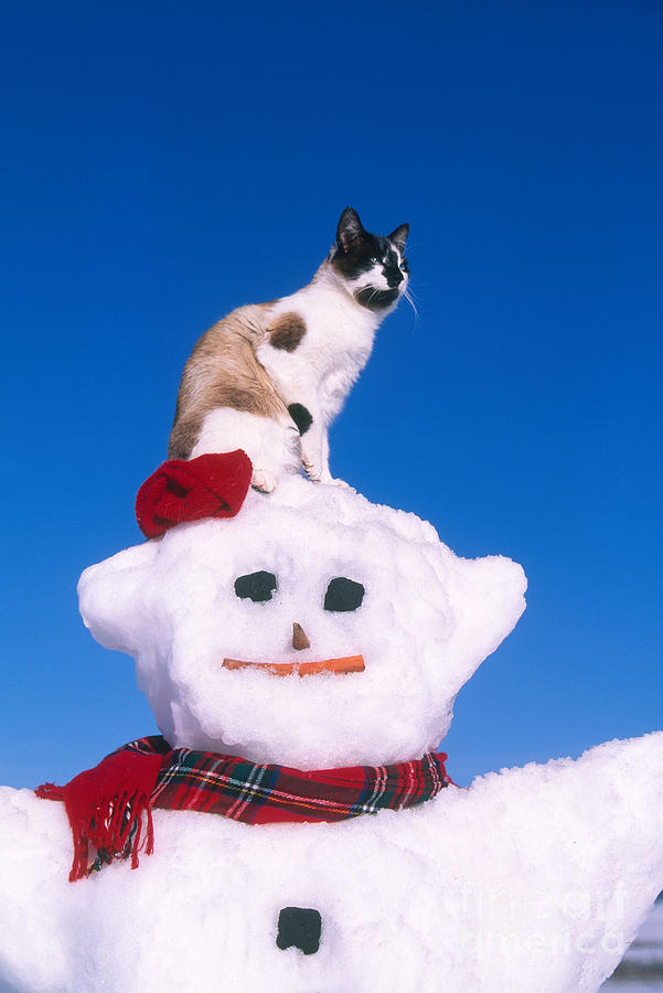 Siamese Cat On Snowman Photograph by Alan and Sandy Carey