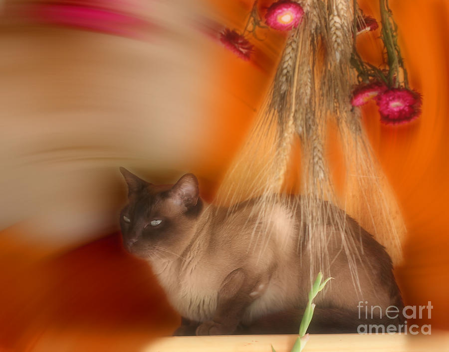 Siamese Cat Photograph by Smilin Eyes Treasures