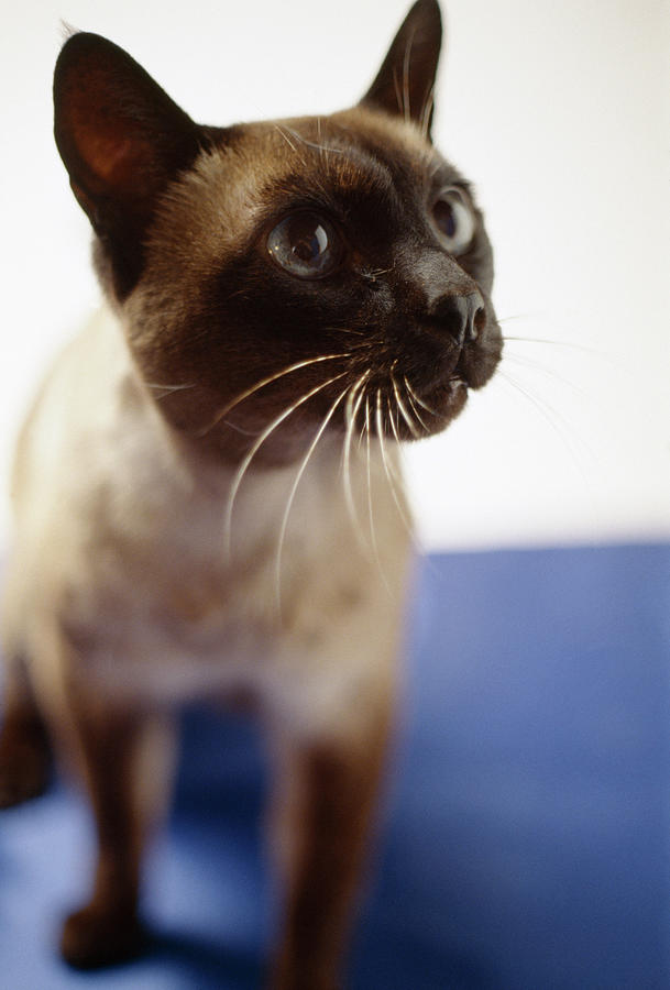 Siamese Cat Photograph By Steve Percival Science Photo Library Fine Art America