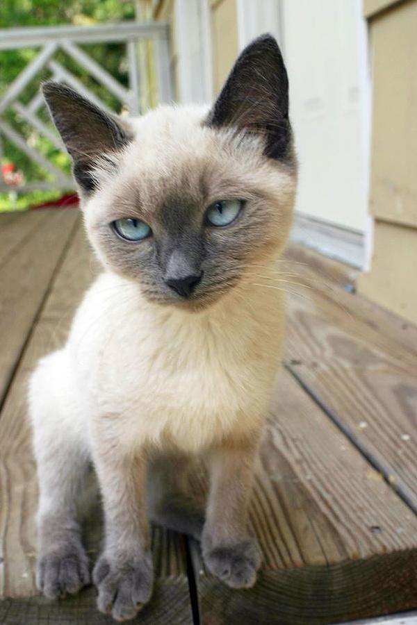 Siamese cat Photograph by Ticsco Campbell | Pixels