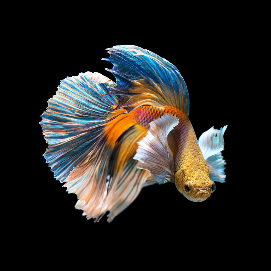 Siamese fighting fish Photograph by Chan Srithaweeporn