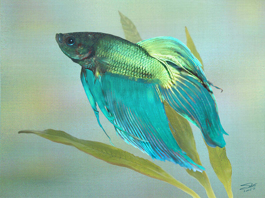 Siamese Fighting Fish Painting by M Spadecaller