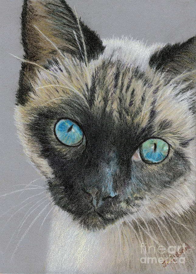 Cat Painting - Siamese by Jan Gibson