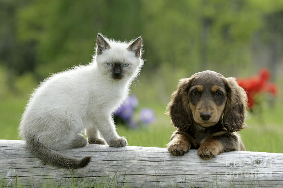 Siamese Kitten And Dachshund Puppy Photograph by Rolf Kopfle