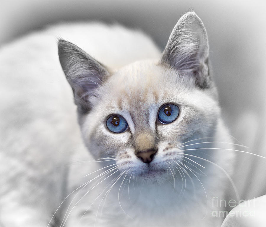 Siamese Kitten Photograph by Mimi Ditchie