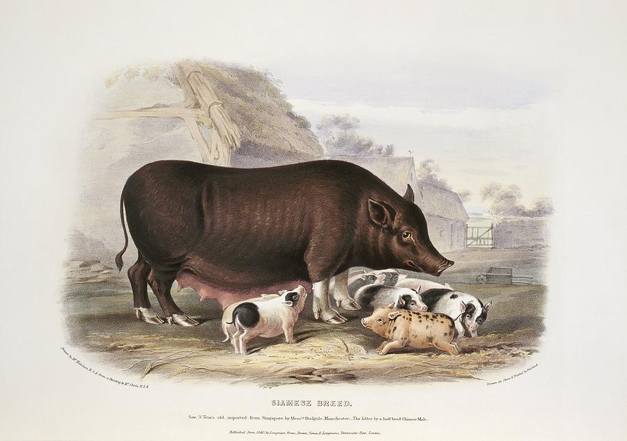 Nature Photograph - Siamese Pig, 19th century by Science Photo Library