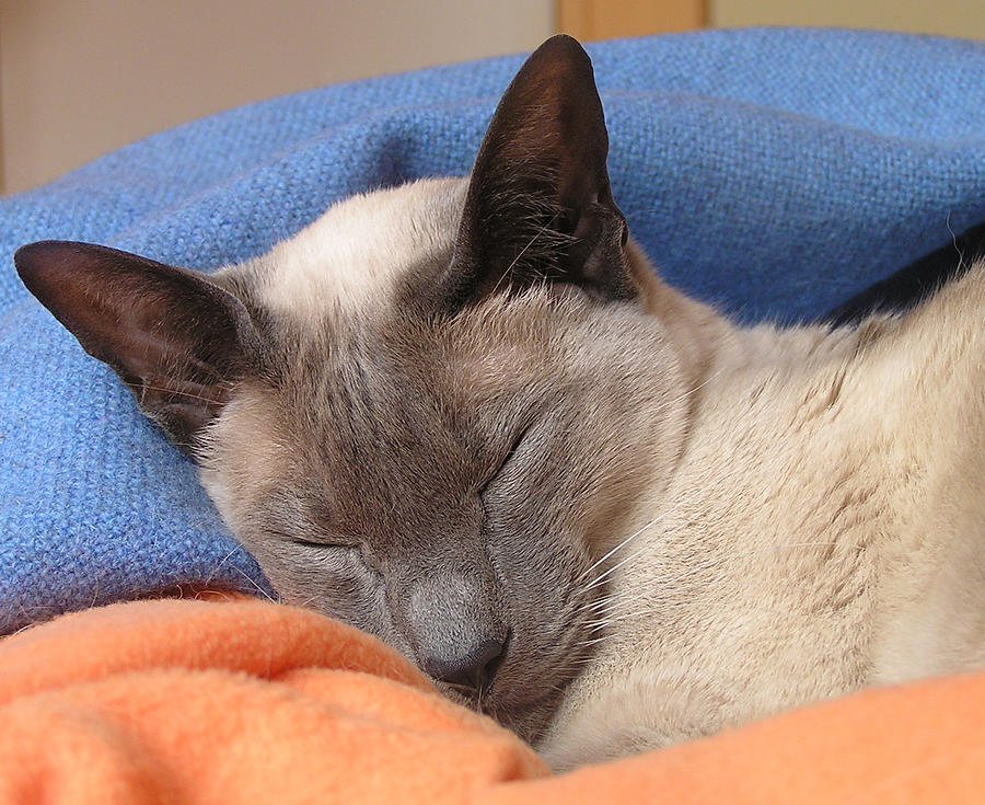 Siamese Snooze 2 Photograph by Margaret Saheed