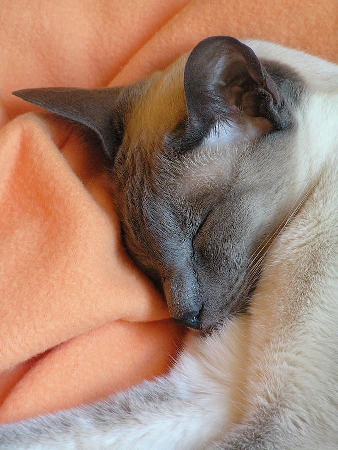 Siamese Snooze 3 Photograph by Margaret Saheed