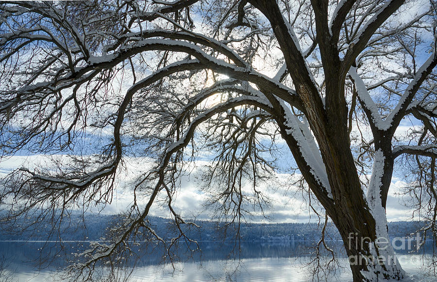Siberian Elm Photograph by Idaho Scenic Images Linda Lantzy
