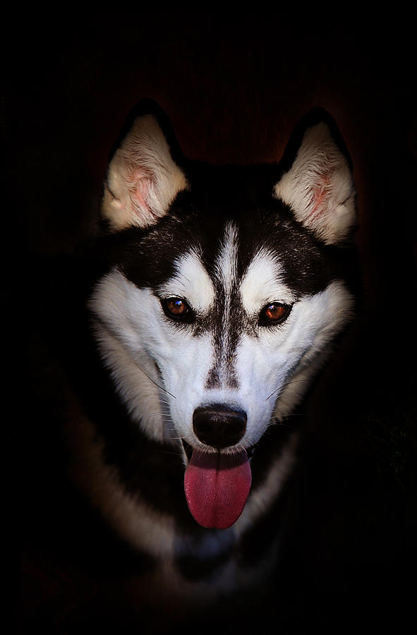 Dog Photograph - Siberian Husky by Jenny Rainbow