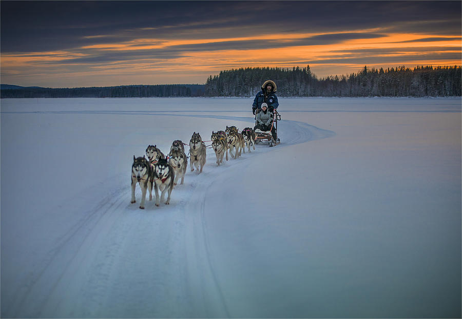 Siberian Huskies in a dog sled team at Lassbyn, Lapland, Sweden. Photograph by Southern Lightscapes-Australia
