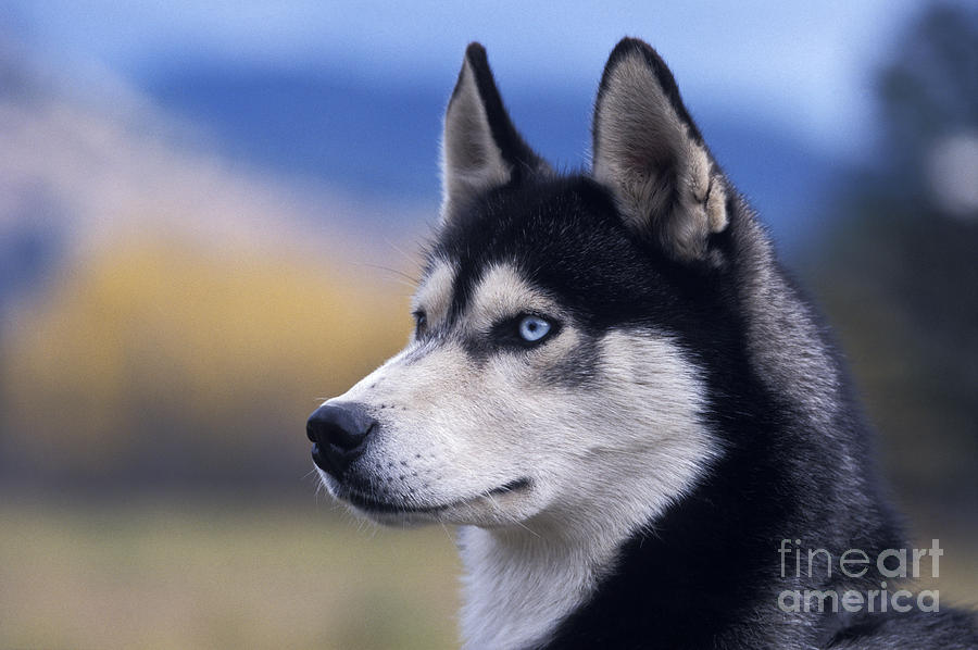 Mammal Photograph - Siberian Husky Dog by Rolf Kopfle