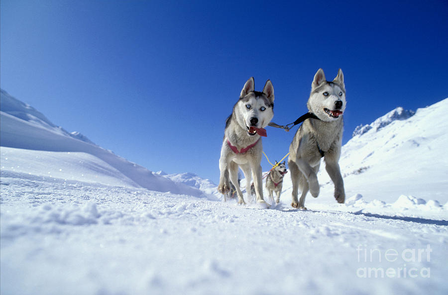 Husky Photograph - Siberian Husky Dogs by Rolf Kopfle