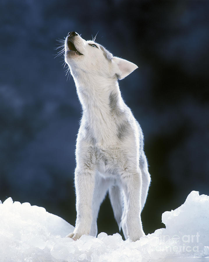 Mammal Photograph - Siberian Husky Howling by Jean-Michel Labat